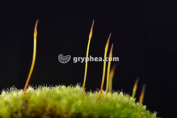 Mousse (barbula muralis) - gryphea.com